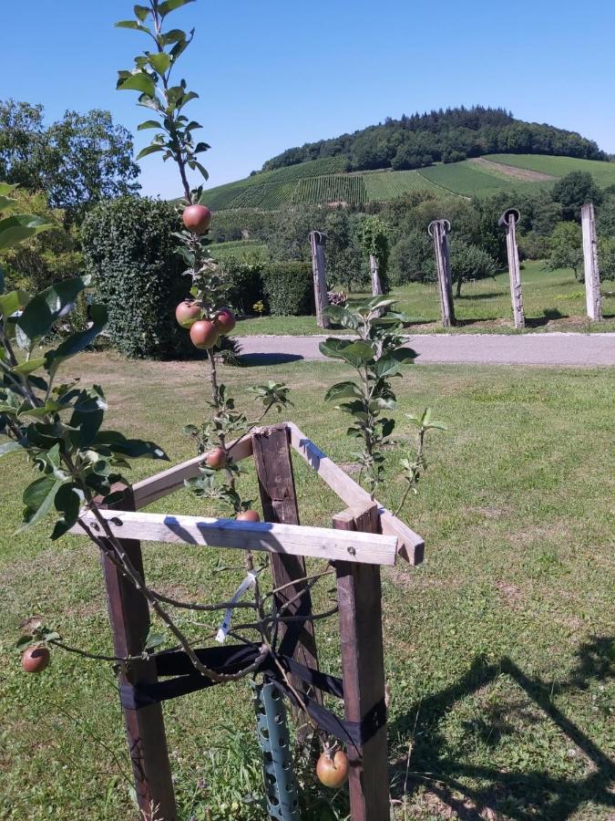 Paradies 2 Castellberg-Jakobsweg Lejlighed Döttingen Eksteriør billede